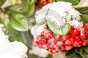 redberries in snow