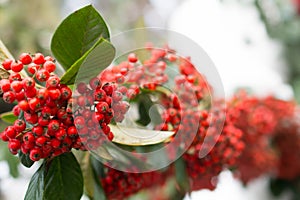 redberries in snow