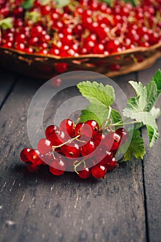 Redberries still on branch, more in a background