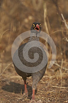 Redbilled Francolin in Namibia