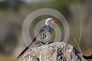 Redbilled Hornbill - Botswana - Africa