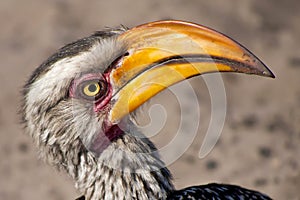 Redbilled hornbill, Chobe National Park, Botswana