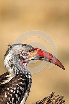 Redbilled hornbill, Chobe National Park, Botswana