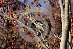 Redbilled hornbill, etosha nationalpark, namibia