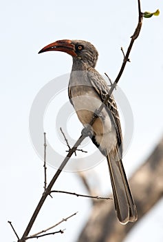 Redbilled Hornbill - Namibia