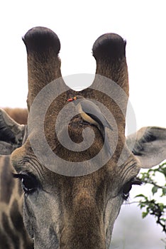 Redbilled Oxpecker and giraffe