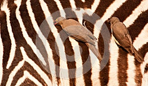 Redbilled-oxpeckers on zebra's body