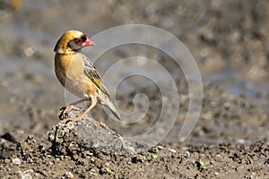 Redbilled Quelea