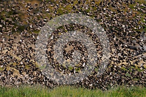 Redbilled quelea swarm in the air