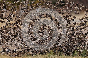 Redbilled quelea swarm in the air