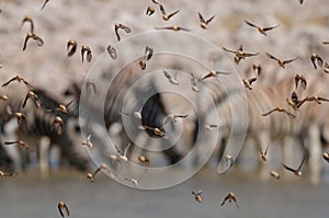 Redbilled quelea swarm in the air