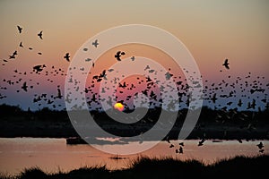 Redbilled quelea swarm with sunset