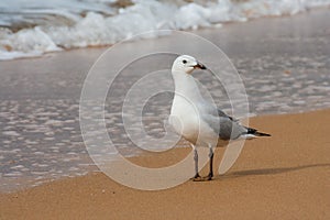 Redbilled seagull on beach