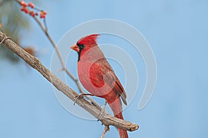 Redbird photo