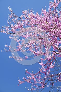 Redbloom Tree blooms against a clear blue sky.