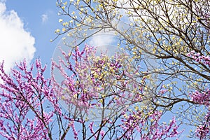 Redbloom Trees and Dogwoods blooms against a clear blue sky.