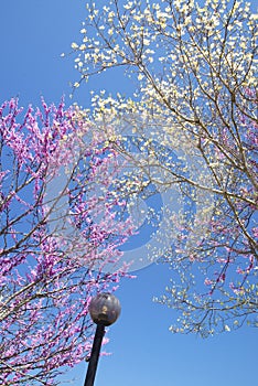 Redbloom Trees and Dogwoods blooms against a clear blue sky.