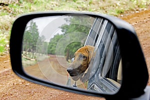 Redbone Coonhound photo