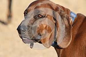 Redbone Coonhound dog