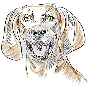 Redbone Coonhound Dog Portrait photo