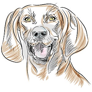 Redbone Coonhound Dog Portrait
