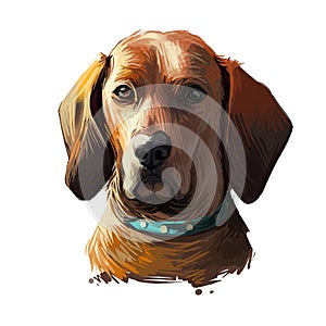 Redbone Coonhound dog portrait isolated on white. Digital art illustration of hand drawn dog for web, t-shirt print and puppy food