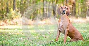 A Redbone Coonhound dog sitting outdoors