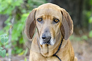Redbone Coonhound hunting dog, animal shelter pet adoption photo