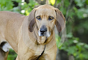 Redbone Coonhound hunting dog, animal shelter pet adoption photo