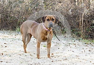 Redbone Coonhound mixed breed dog rescue photo