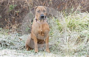 Redbone Coonhound mixed breed dog rescue photo