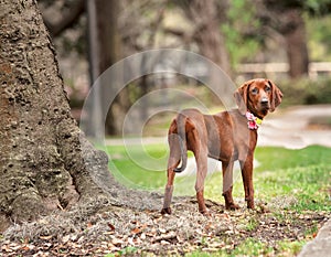 redbone coonhound standing in park photo