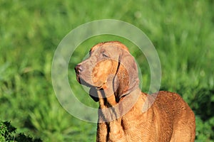 Redbone Hound Dog