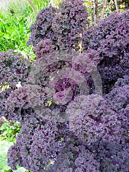 Redbor ruffled purple cabbage kale growing in garden