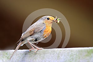 Redbreast with food