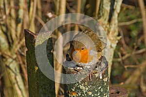 redbreast robin sitting on a pole - Erithacus rubecula