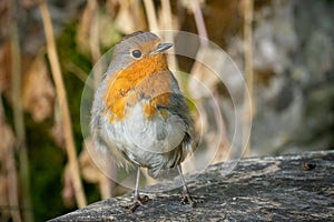 Redbreast robin on wood bench