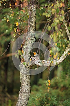The redbreast on the tree
