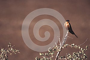 Redbreasted Swallow
