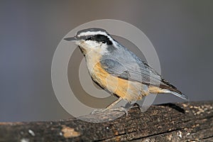 Redbrested Nuthatch