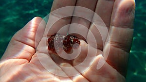 Redbrown nudibranch or redbrown leathery doris Platydoris argo undersea on the hand of a diver.