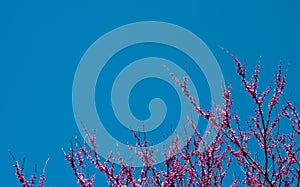 Redbud blooms point toward pretty blue sky.