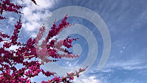 Redbud blossoms 