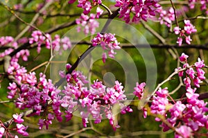 Redbud blossoms