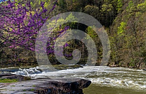 Redbud blossoms by Valley Falls on a bright spring morning