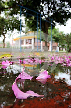 redbud photo