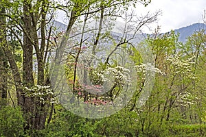 Redbud and Dogwood Trees blooming in the Smoky Mountains in spring.