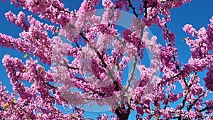 redbud flowers pink blue sky bees spring season