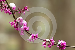 Redbud flowers and snow on branch