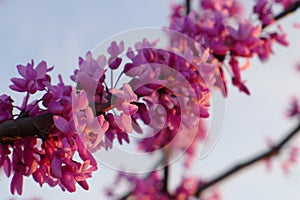 Redbud in the sunset